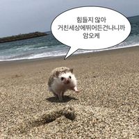 달쑤님이 음원씀