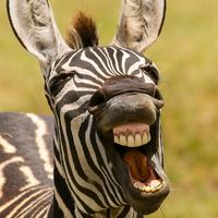 safari.ph.quc