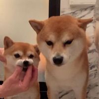 shiba_tarohina