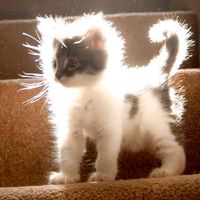 оригинальный звук