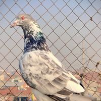 pigeonclub0850gmail.com