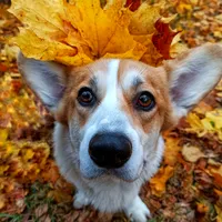 original sound - richie_kabachok_corgi