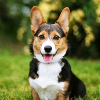 nhạc nền - DOG FUNNY