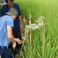 bamfnbadai