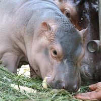 เสียงต้นฉบับ - น้องหอมแดง 🦛