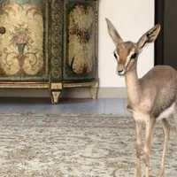 original sound - anqhtani