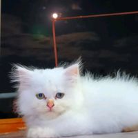 tsme_kye