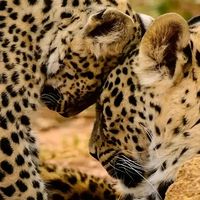 gunay_0107