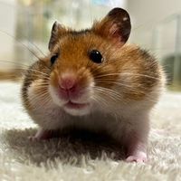 オリジナル楽曲 - きなこもちもち-Hamster