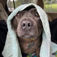 winnythestaffy