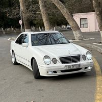 _murad.515