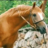 original sound - bek01be