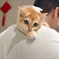 cutepetkm