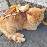 오리지널 사운드 - 해피루루🐣