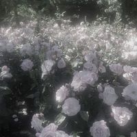 オリジナル楽曲 - 豚 トン