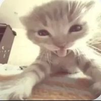 الصوت الأصلي