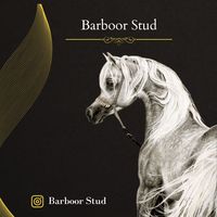 barboorstud