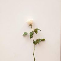 オリジナル楽曲 - ぎょうざ