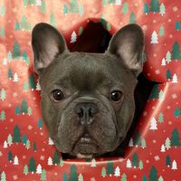 bluefrenchbulldogg