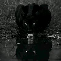 qurbanov_592