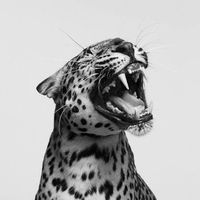 adiixfyp