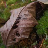 autumn.leaves201