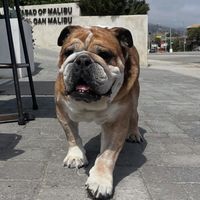 原聲 - 小黄xiaohuang