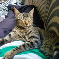 original sound - linoxarauzapirezai