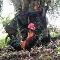 original sound - jet_pin