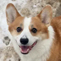 original sound - ann.joy.corgi