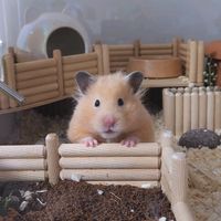 pediham