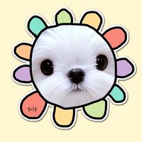 maltese_lilykong