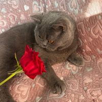 daisy_sophie_cats_085