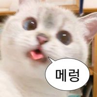 .wjsssoo99