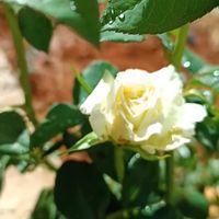 roooh_20188