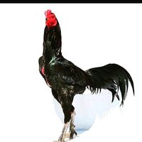 suara asli - Rjf Rooster