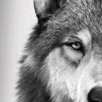 sr_daddy_wolf