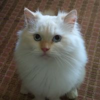 original sound - Babah_Bulus 🐈