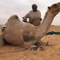 الصوت الأصلي