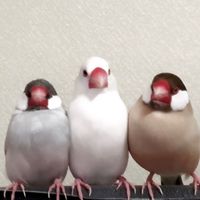 java_sparrow_diary