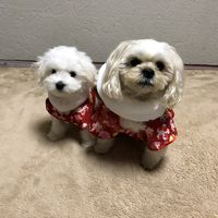 オリジナル楽曲 - MIYA