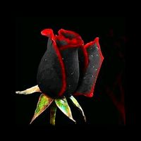 আসল শব্দ