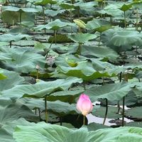 原声 - 香香061🍑 Anni~