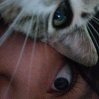 tam_alli