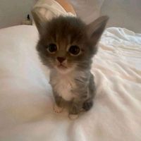 dianik_ss_