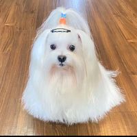 suara asli - Aliangwp