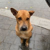 សំឡេងដើម - RITH PRESET 🎟