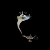 the.queen.cat