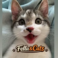 original sound - fella_and_cats