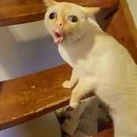 original sound - Meme Cat Corporate